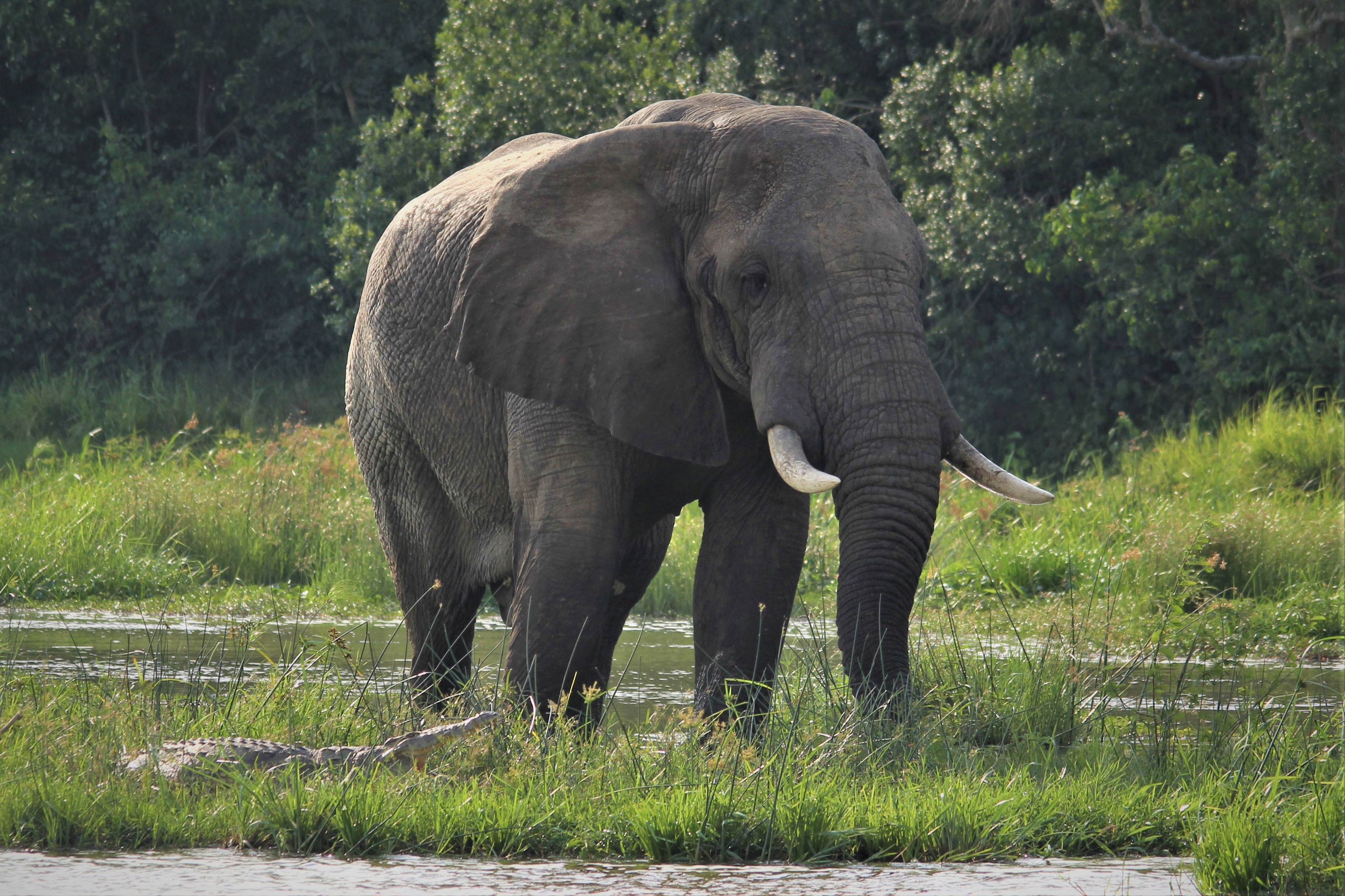 African elephants at waterhole